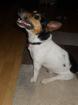 Kinderlieber Familien Hund, Jack Russell