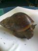 Achat Schnecken (achatina-fulica)