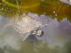 Wasserschildkröten