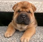 Shar-Pei Welpen