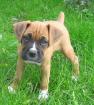 Boxer welpen