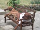 Reinrassige Rhodesian-Ridgeback Welpen suchen ein Zuhause!!!