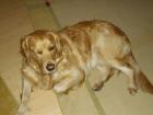 Golden-Retriever-Hündin, kastriert sucht...