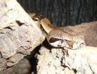 Boa Constrictor imperator