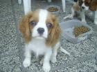 CAVALIER KING CHARLES SPANIEL