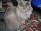 MORITZ / Main Coon (smokeTabby) (Norweger Waldkatze)