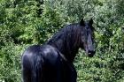 Trakehner Hengst Pferd zum Verkauf