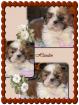 Shih Tzu ab ende August