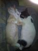 2 Süsse Katzenbaby abzugeben