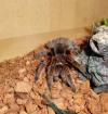 Grammostola rosea ,rote Form