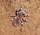 Acanthoscurria brocklehursti 