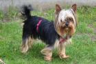 NOLLY - Yorkshire - 6 Jahre - Tierhilfe-Franken e.V.