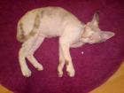 7 Monate alte Devon Rex Dame sucht Zuhause