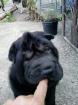 Wunderschöner schwarzer Shar Pei Welpe, Hündin, 10 Wochen