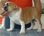 Englische bulldogge Welpen zum verkaufen