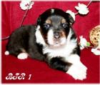 Erstklassige Australian Shepherd Zuckerschnuten