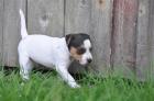 Jack Russell Terrier