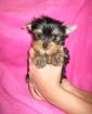 Yorkshire-Terrier-Welpen