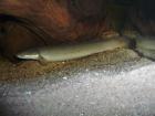 Polypterus senegalus Weibchen adult 20cm