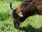 Soay Schafbocklämmer abzugeben!