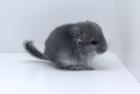 Chinchilla