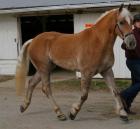 5 Jahre alt Wallach Sire Haflinger zu verkaufen.