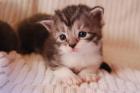 MAINE  COON  BABYS  blue silver tabby & black tabby 