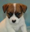 Jack Russell  Terrier Welpen