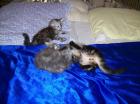 3 süße Katzenbabys -  Main Coon/Norweger Mx