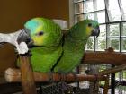 Blaustirnamazonen ( Amazona Aestiva )