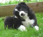 Border Collie Welpen VDH + FCI