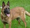 Malinois 7 monate