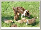 Border Collie Welpen mit VDH Papieren