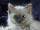 Ragdoll mit Stammbaum