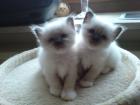 2 seal point Birma Katzenbabys suchen Dich!!!