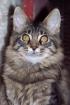 Typvolle Maine Coon Kitten aus Champion Verpaarung