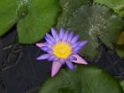 Seerose *Violet Star*