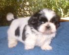 Shih - Tzu - Babys           aus liebevoller Familienzucht