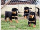 Gesunde Reinrassige Rottweiler welpen