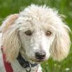 KEFIR -  weiblich  1 Jahr  44 cm  12.5 kg  Puli-Mix  Gechipt  Kastriert