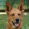 RED TEDDY - männlich  7 Jahre  69 cm  32.7 kg  Mix  Gechipt  Kastriert