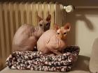 2 Don Sphynx Katzen (6 und 8) suchen ein Zuhause