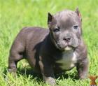 Reinrassige American Pitbull Blueliner Welpen.