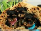 Wunderschöne Yorshire Terrier Welpen. Yorkies