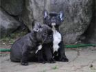 Französische. Bulldogge Welpen mit papieren