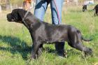 Cane Corso Hundin