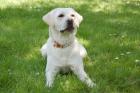 JUNA - Labrador Retriever reinrassig - 1 Jahr - Tierhilfe-Franken e.V.