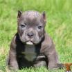 American Pitbull Blueline welpen 12 Wochen alt