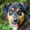 WILHELMINCHEN - Mix - 1 Jahr - Tierhilfe-Franken e.V.