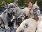 Französische Bulldoggen Welpen in blue and tan und blue , Bullywelpen